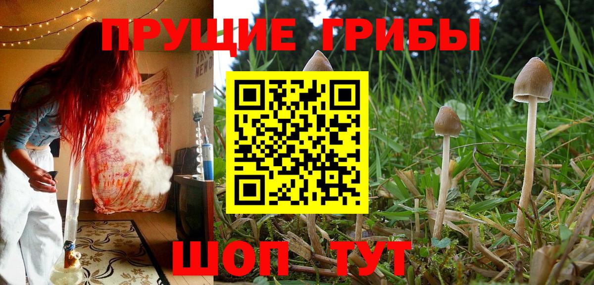Псилоцибиновые грибы ЛСД  Вход с VPN  Псилоцибиновые грибы Psilocybe  Химки 